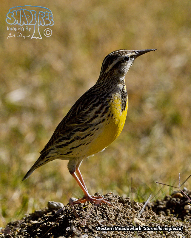 Western Meadowlark - Sturnella neglecta
