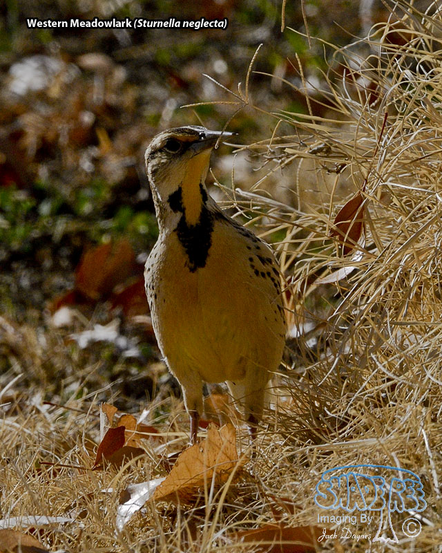 Western Meadowlark - Sturnella neglecta