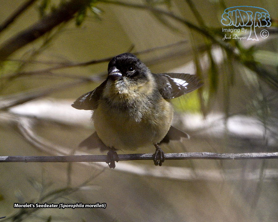Morelet's Seedeater - Sporophila morelleti