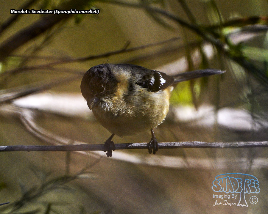 Morelet's Seedeater - Sporophila morelleti