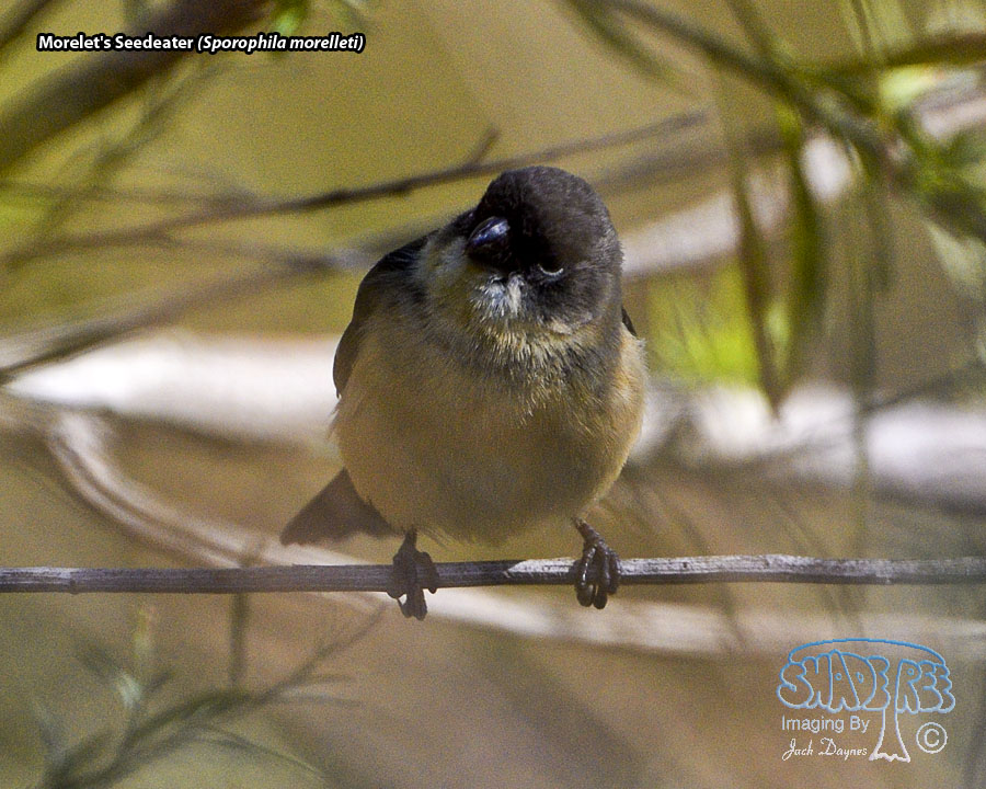 Morelet's Seedeater - Sporophila morelleti