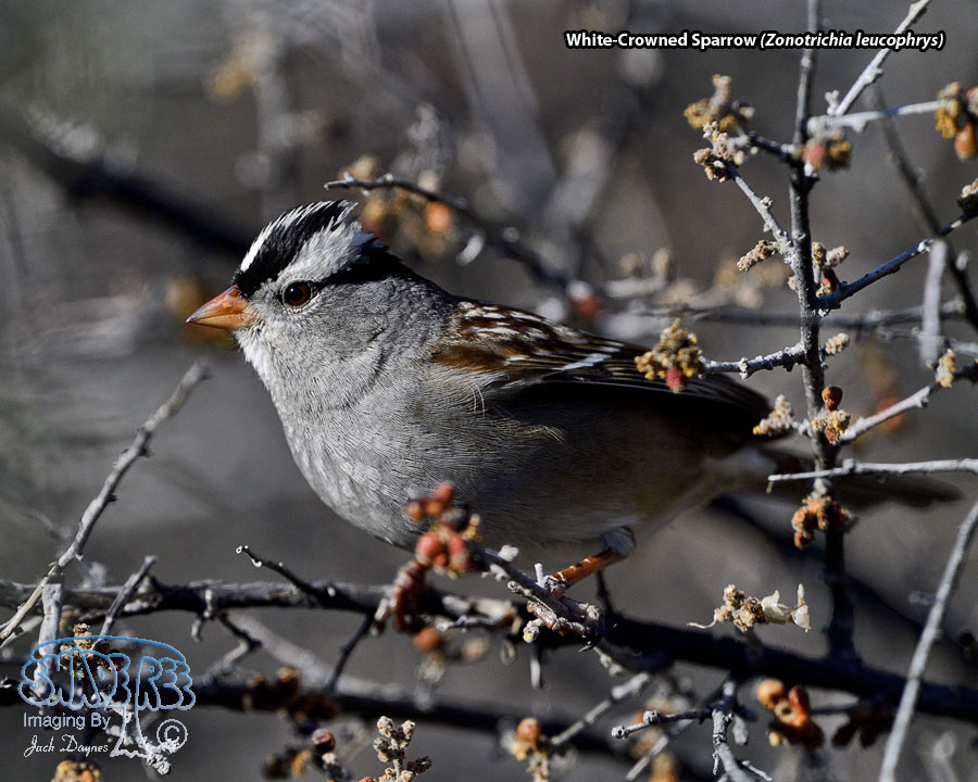 White-Crowned Sparrow - Zonotrichia leucophrys