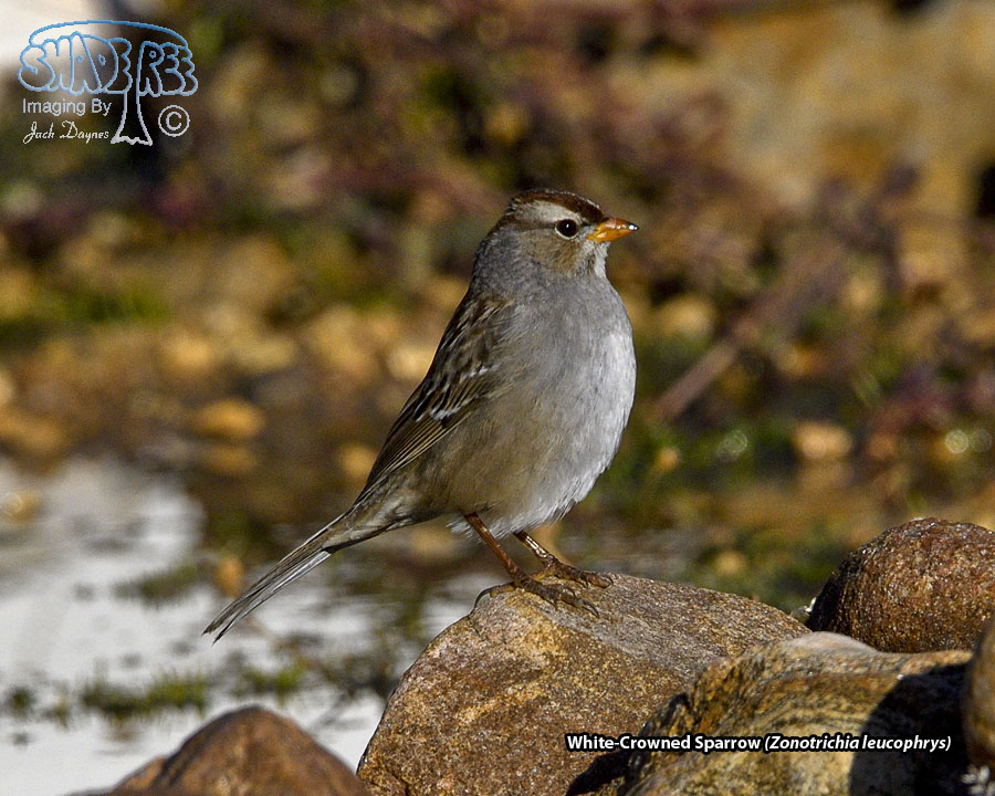 White-Crowned Sparrow - Zonotrichia leucophrys