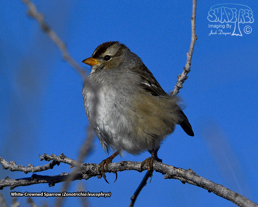 White-Crowned Sparrow - Zonotrichia leucophrys
