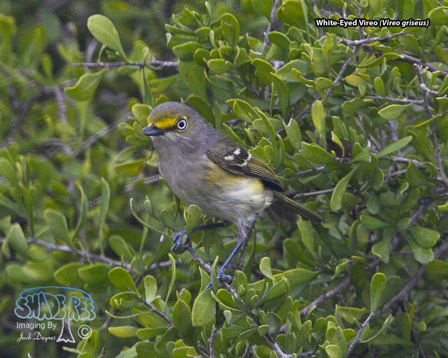 White-Eyed Vireo - Vireo griseus