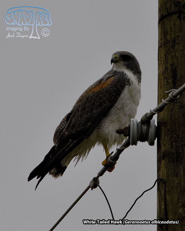 White-Tailed Hawk - Geranoaetus albicaudatus