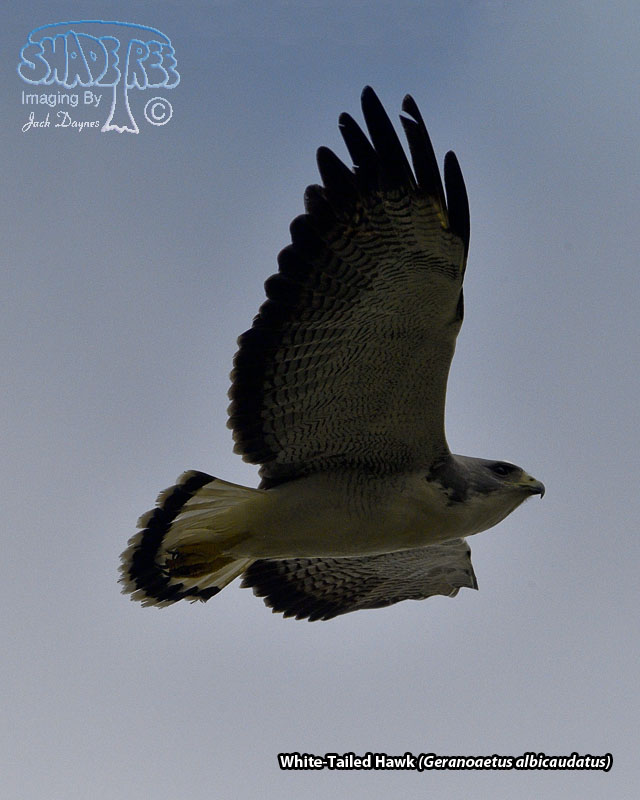 White-Tailed Hawk - Geranoaetus albicaudatus