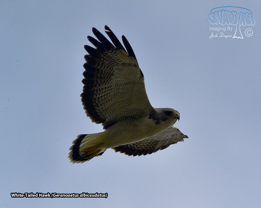 White-Tailed Hawk - Geranoaetus albicaudatus