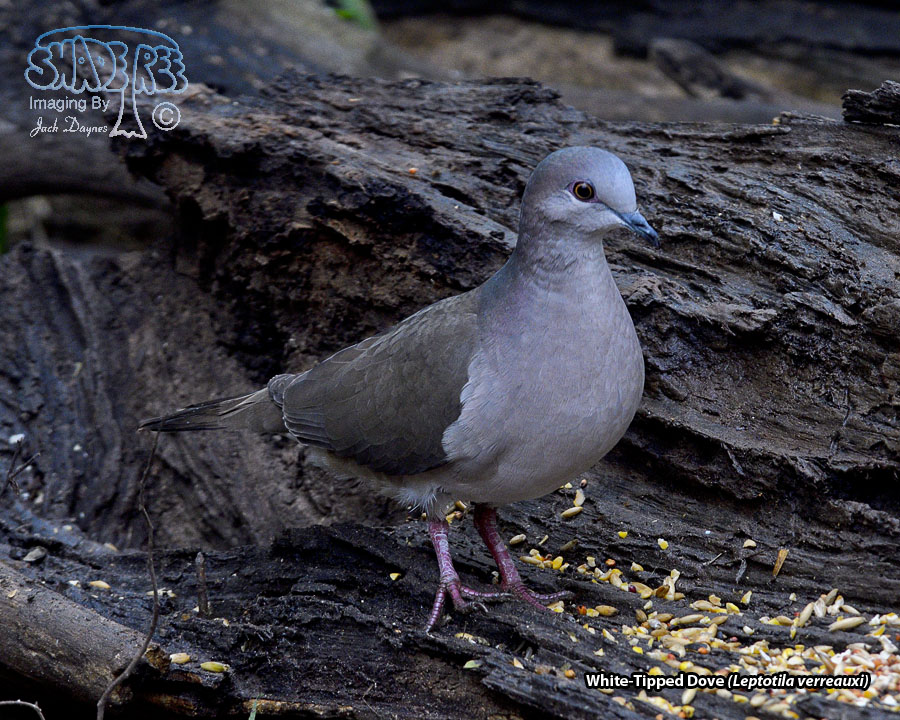 White-Tipped Dove - Leptotila verreauxi