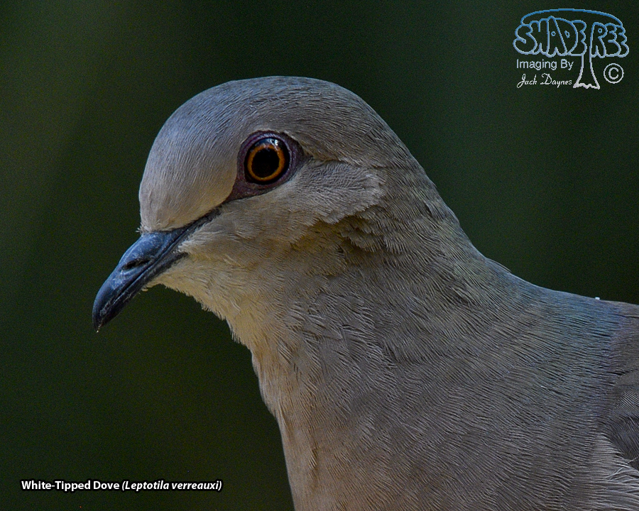 White-Tipped Dove - Leptotila verreauxi