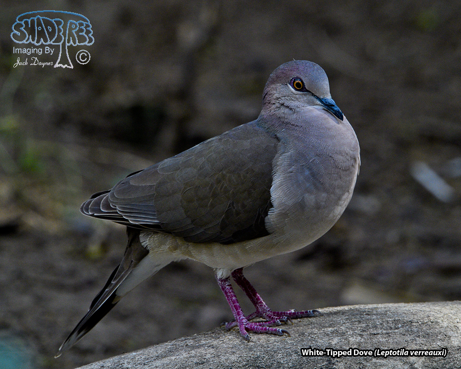 White-Tipped Dove - Leptotila verreauxi