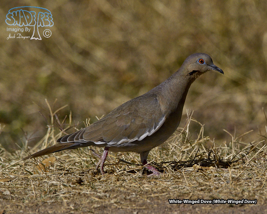 White-Winged Dove - Zenaida asiatica