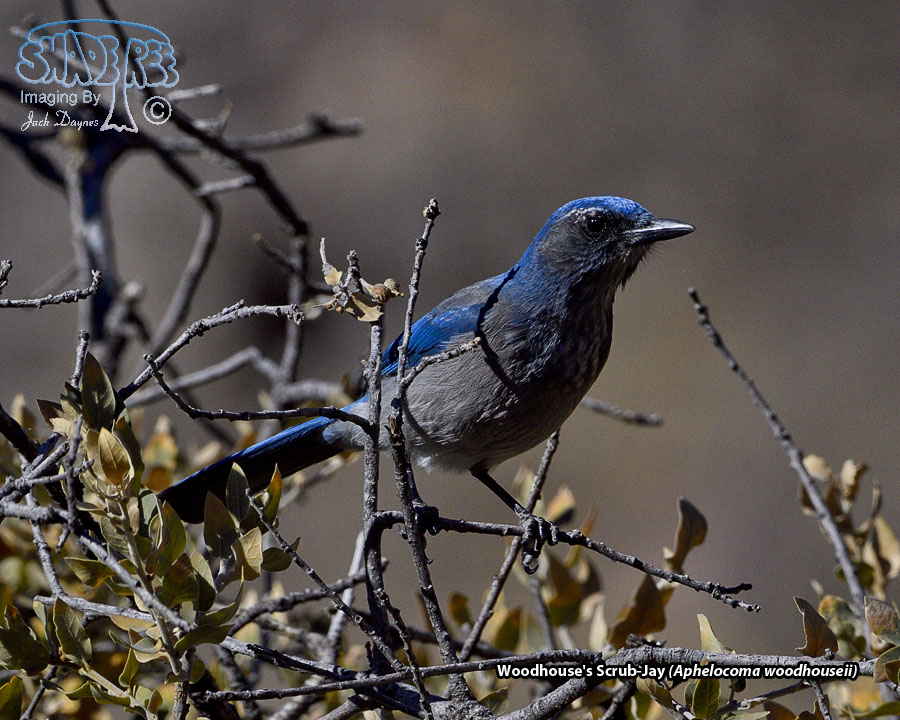 Woodhouse's Scrub-Jay - Aphelocoma woodhouseii