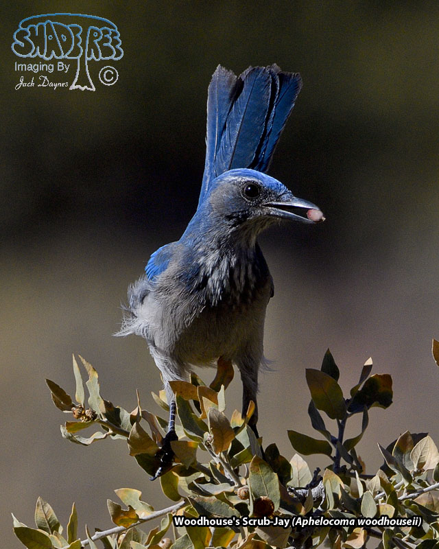 Woodhouse's Scrub-Jay - Aphelocoma woodhouseii