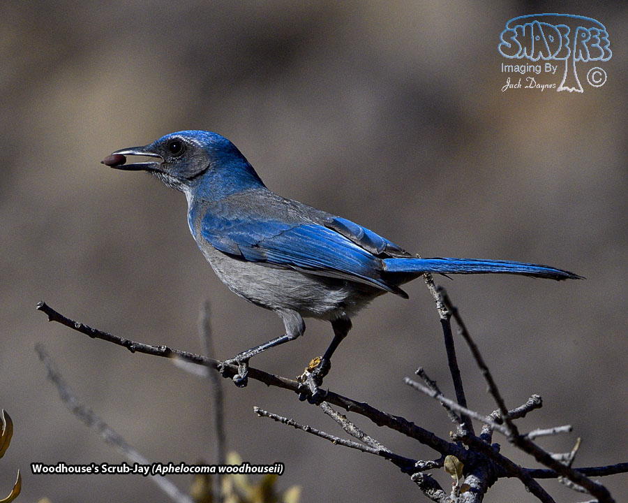 Woodhouse's Scrub-Jay - Aphelocoma woodhouseii