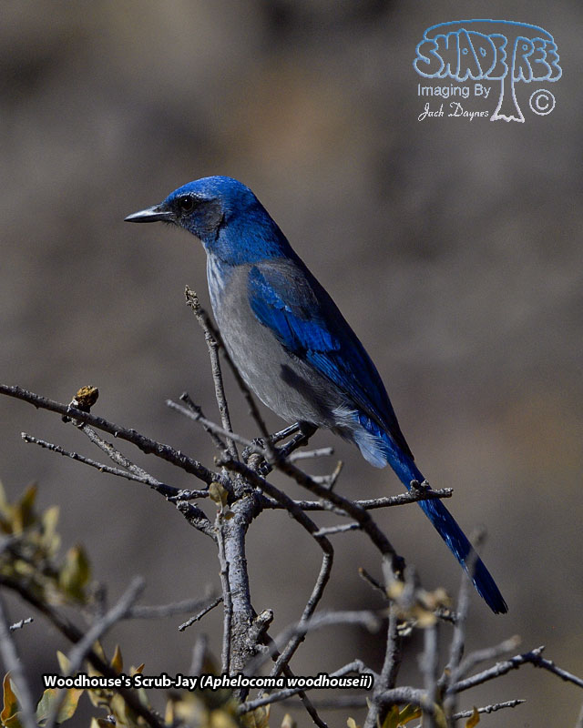Woodhouse's Scrub-Jay - Aphelocoma woodhouseii
