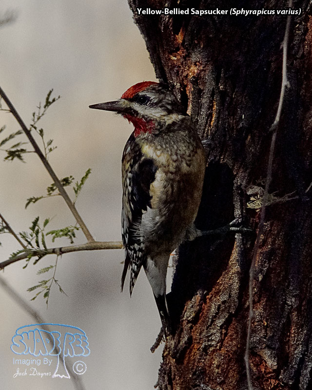 Yellow-Bellied Sapsucker - Sphyrapicus varius