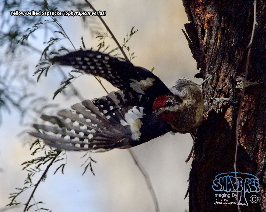 Yellow-Bellied Sapsucker - Sphyrapicus varius