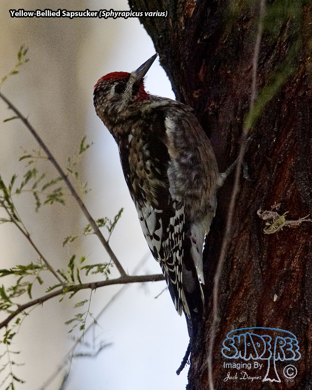 Yellow-Bellied Sapsucker - Sphyrapicus varius