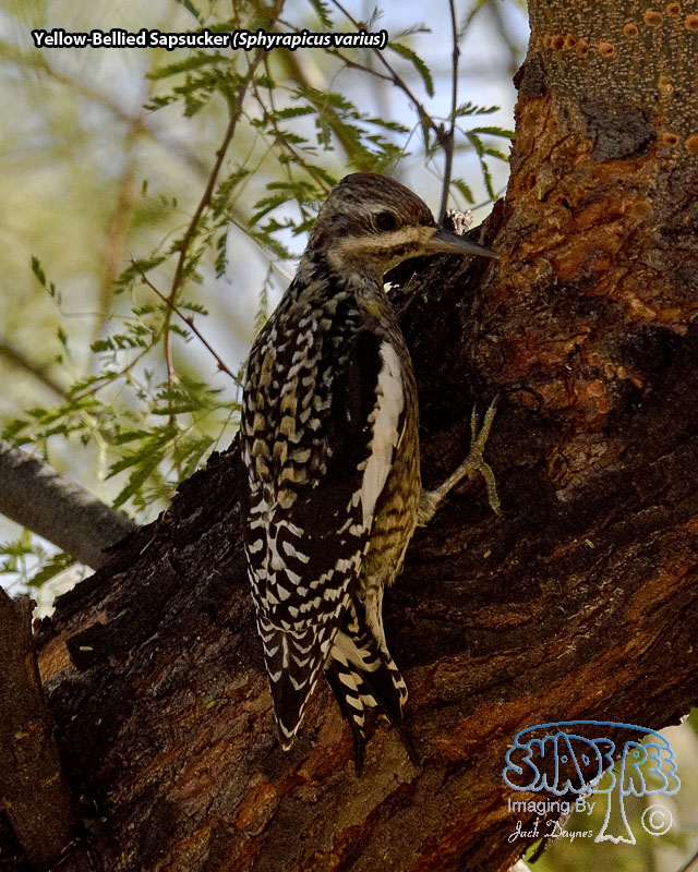 Yellow-Bellied Sapsucker - Sphyrapicus varius