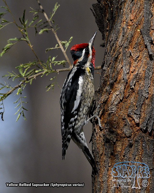 Red-Naped Sapsucker - Sphyrapicus nuchalis