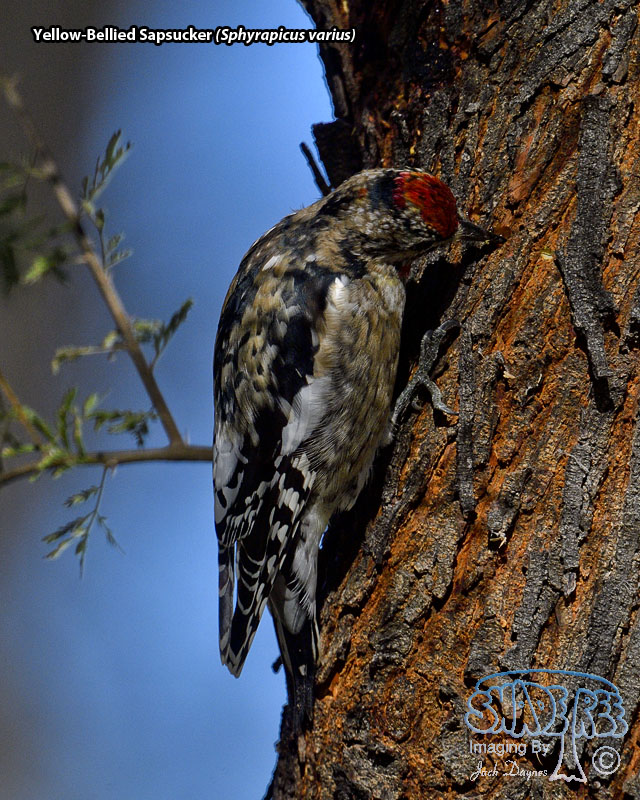 Yellow-Bellied Sapsucker - Sphyrapicus varius