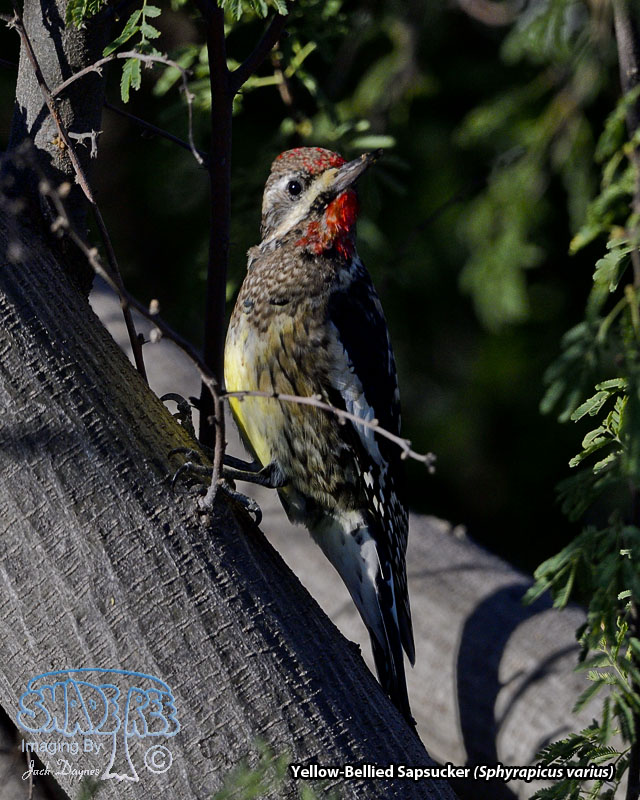 Yellow-Bellied Sapsucker - Sphyrapicus varius