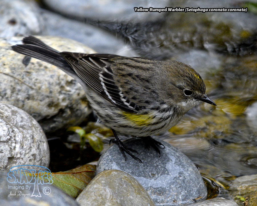 Yellow-Rumped Warbler - Setophaga coronata coronata
