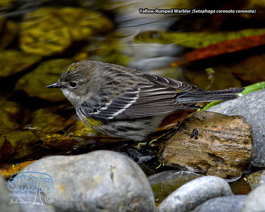 Yellow-Rumped Warbler - Setophaga coronata coronata