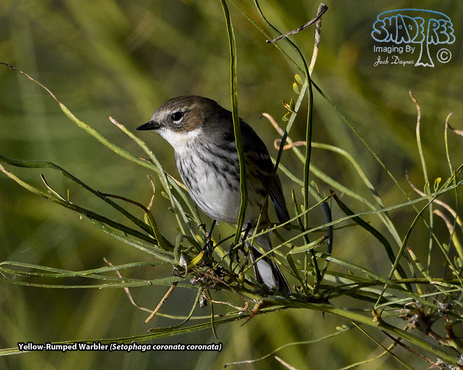 Yellow-Rumped Warbler - Setophaga coronata coronata