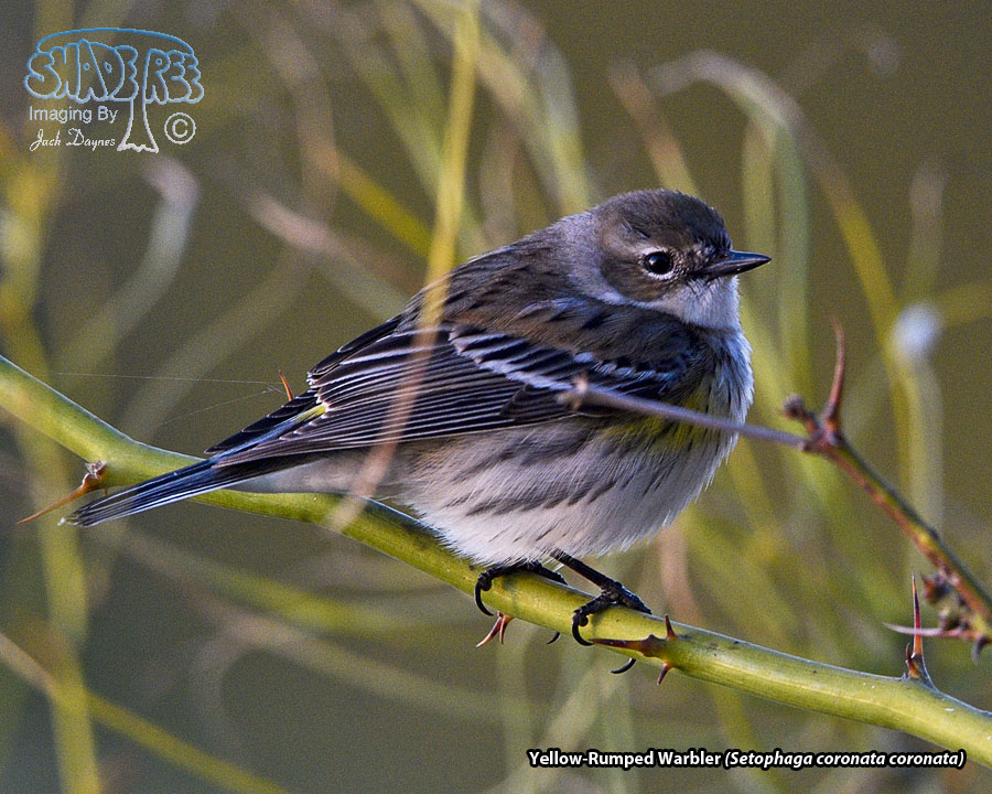 Yellow-Rumped Warbler - Setophaga coronata coronata