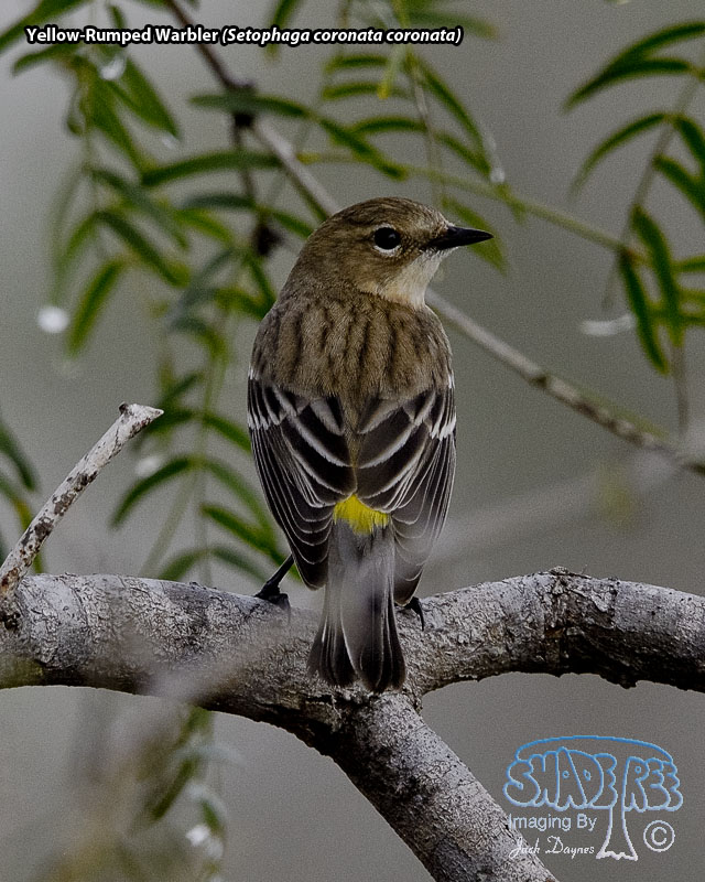 Yellow-Rumped Warbler - Setophaga coronata coronata