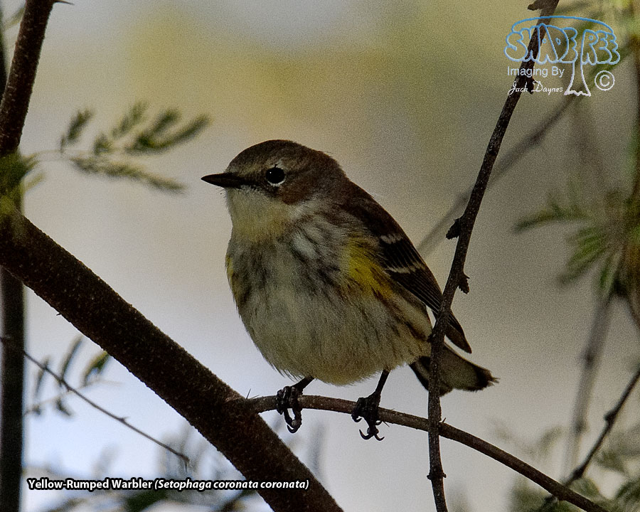 Yellow-Rumped Warbler - Setophaga coronata coronata