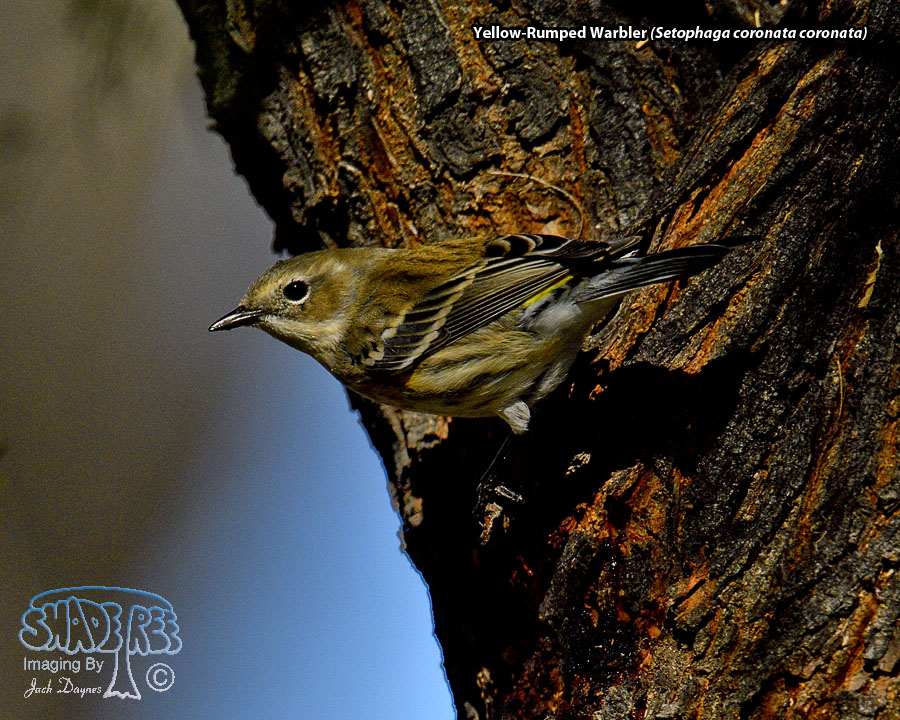 Yellow-Rumped Warbler - Setophaga coronata coronata