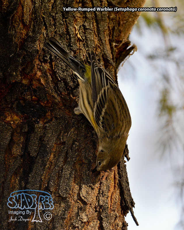 Yellow-Rumped Warbler - Setophaga coronata coronata