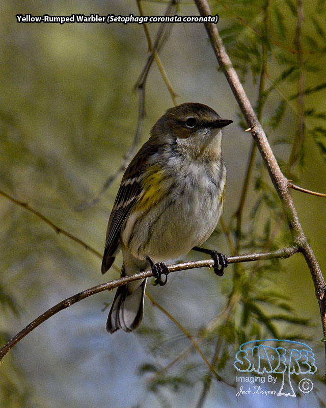 Yellow-Rumped Warbler - Setophaga coronata coronata