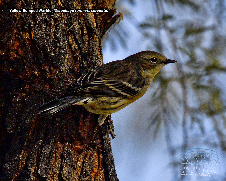 Yellow-Rumped Warbler - Setophaga coronata coronata