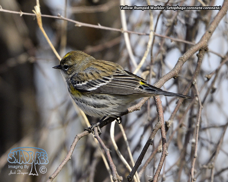 Yellow-Rumped Warbler - Setophaga coronata coronata