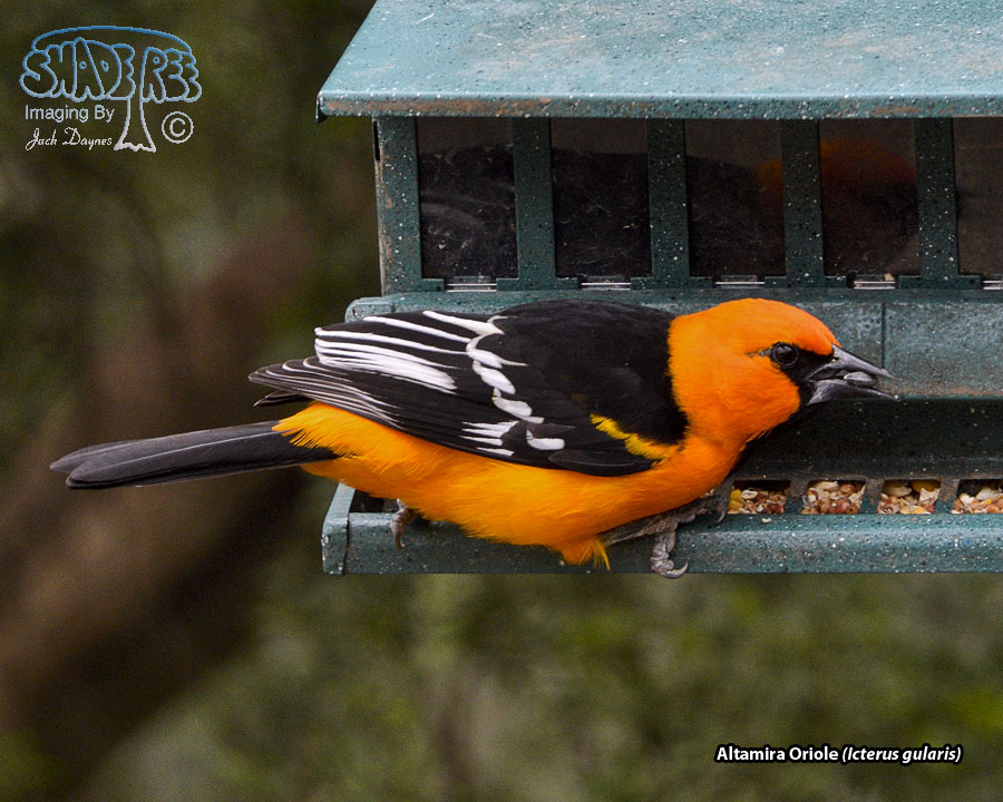 Altamira Oriole - Icterus gularis