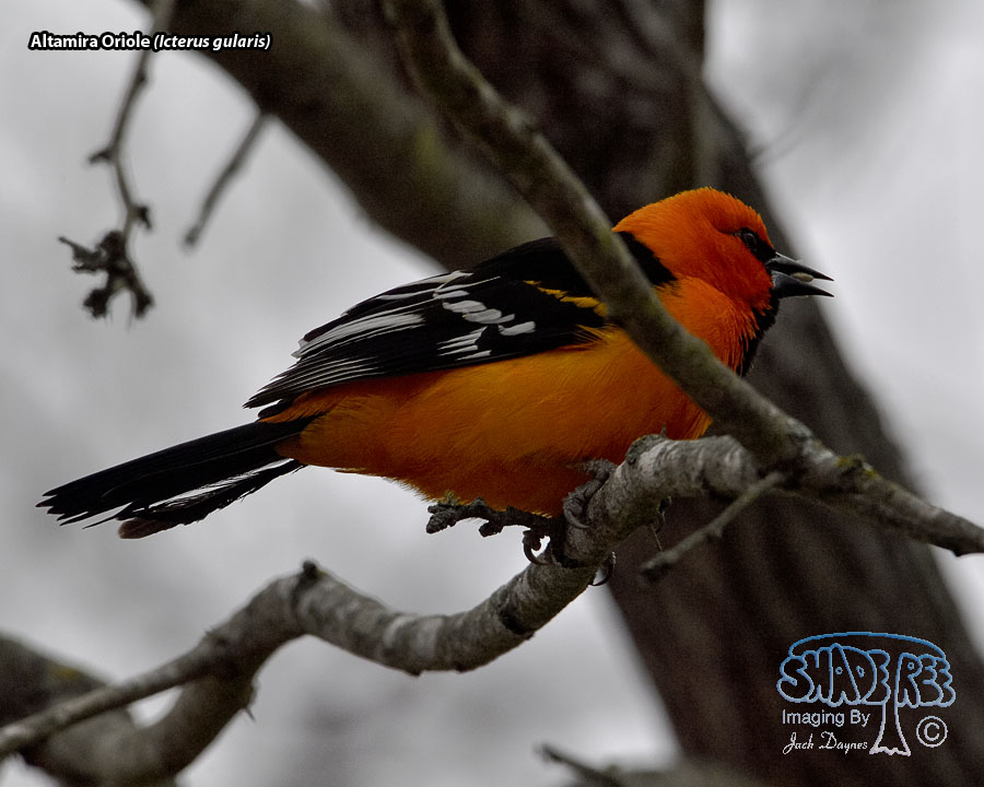 Altamira Oriole - Icterus gularis