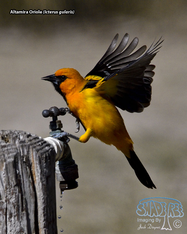 Altamira Oriole - Icterus gularis