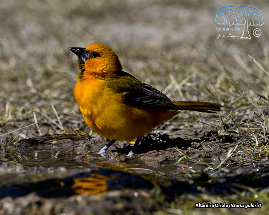 Altamira Oriole - Icterus gularis