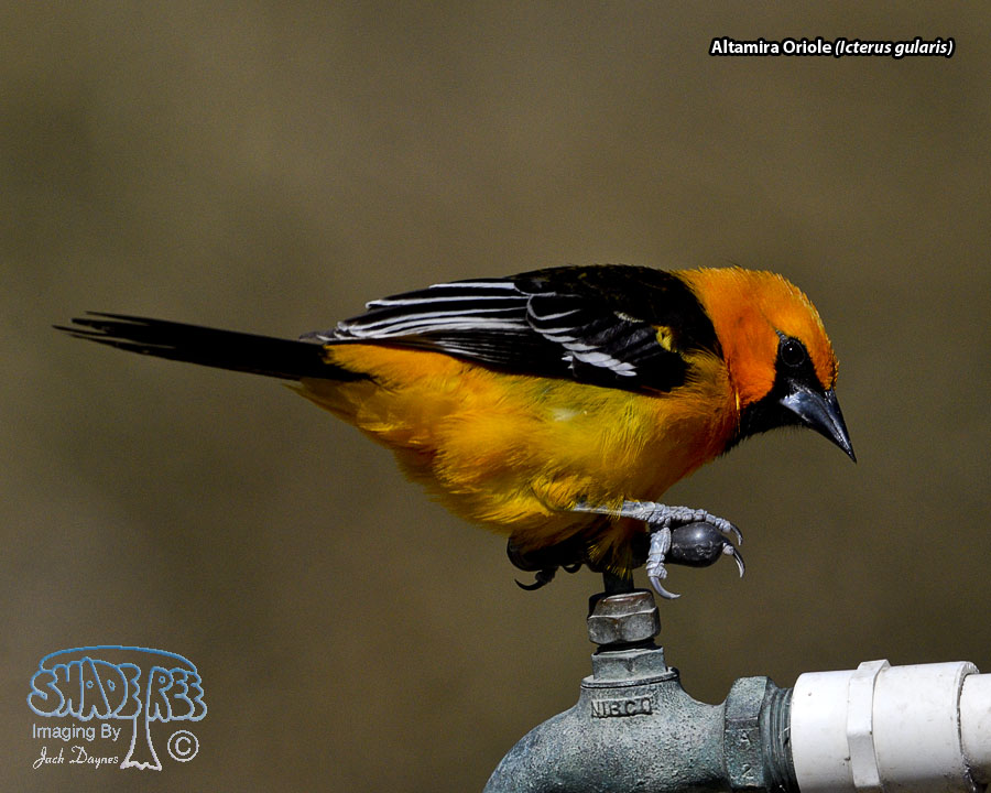 Altamira Oriole - Icterus gularis