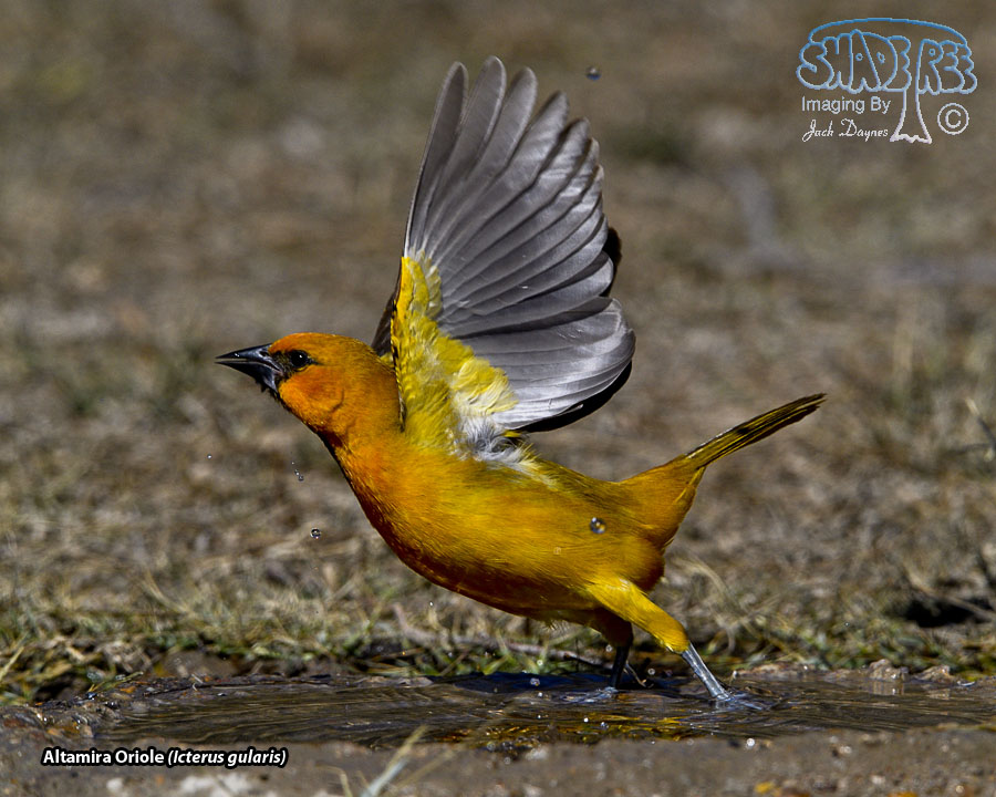 Altamira Oriole - Icterus gularis