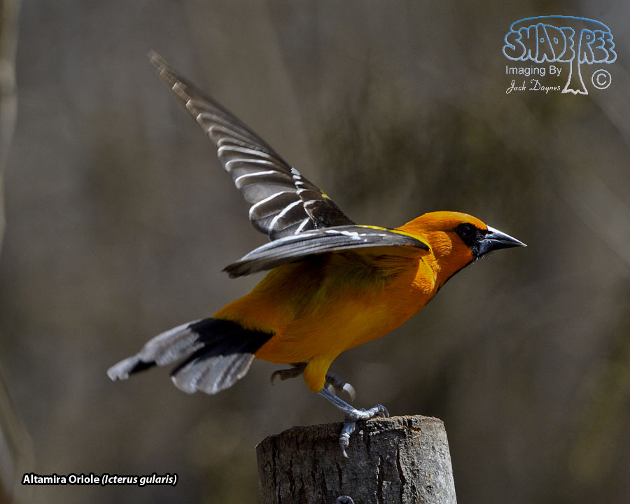 Altamira Oriole - Icterus gularis