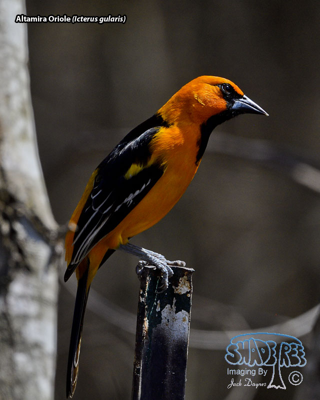 Altamira Oriole - Icterus gularis