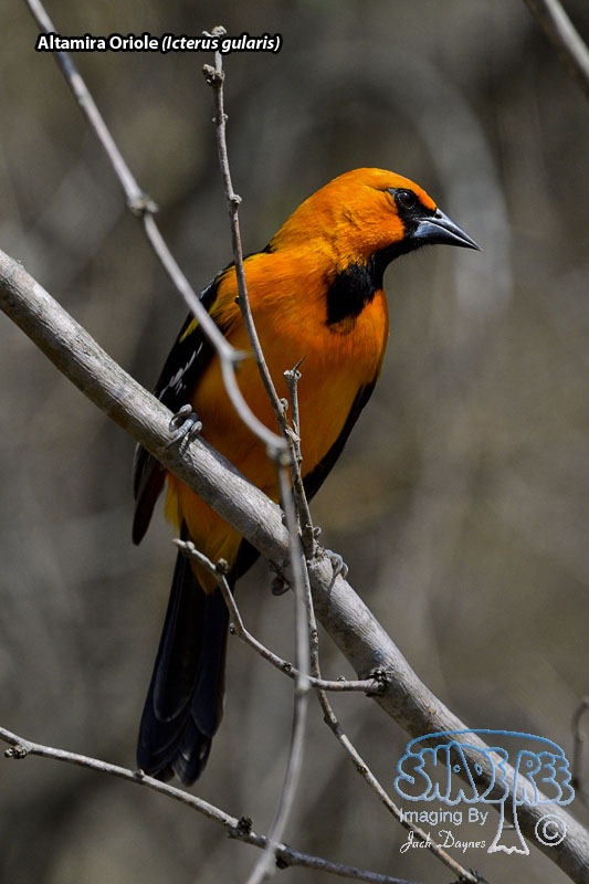 Altamira Oriole - Icterus gularis