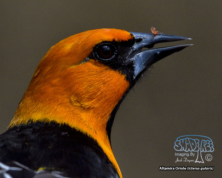 Altamira Oriole - Icterus gularis