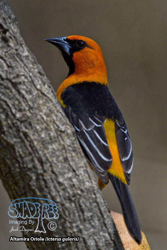 Altamira Oriole - Icterus gularis