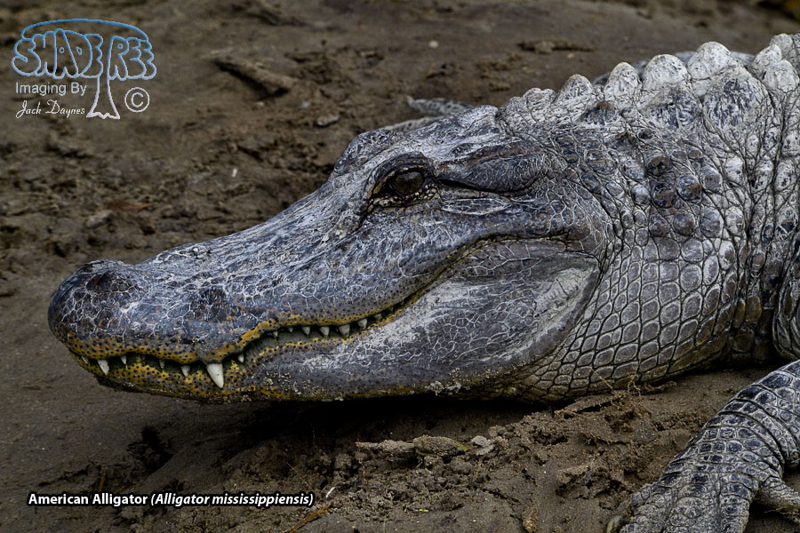 American Alligator - Alligator mississippiensis